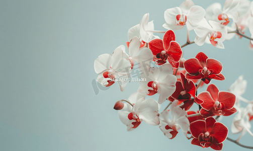 红色和白色的兰花开花和盛开
