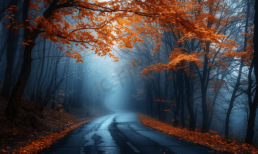 夜雾弥漫的道路和橘子树
