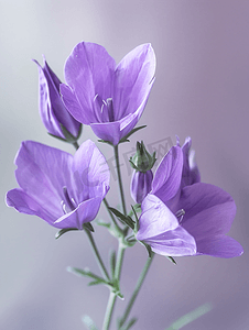 气球花摄影照片_美丽的紫色桔梗花盛开