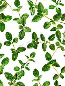 白色背景上突显的新鲜百里香或柠檬百里香叶绿叶图案