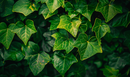 金色植物叶子摄影照片_在英国常春藤藤外拍摄的特写镜头