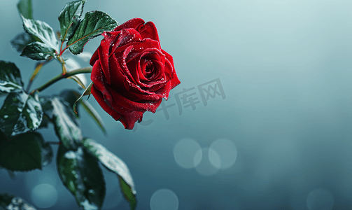 复古静物背景摄影照片_橄榄色全景背景上新鲜的红玫瑰