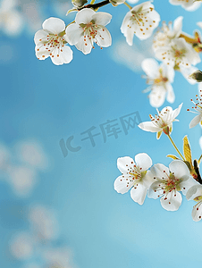 春季背景蓝色背景上的白色樱花