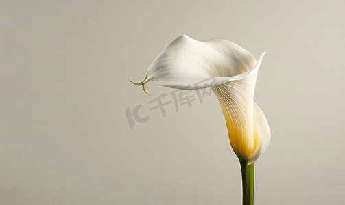 白色莲花摄影照片_孤独的白色开花马蹄莲花