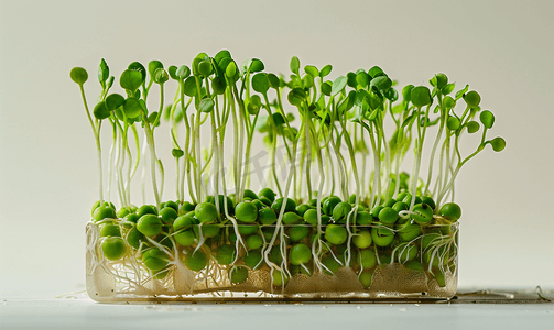 幼嫩的微型蔬菜豌豆生芽蔬菜从植物种子发芽