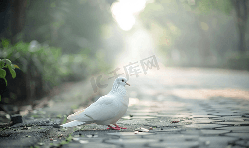 希望与和平的象征白鸽在铺好的道路上选择性聚焦
