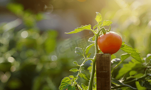 家庭花园木桩上成熟的西红柿