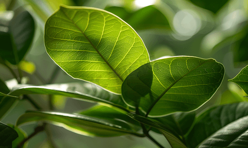 榕属弹性植物橡胶树叶子特写