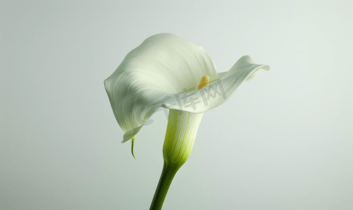 孤独的白色开花马蹄莲花