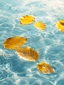 大树叶摄影照片_黄叶漂浮在清澈的大海上有复制空间自然之美