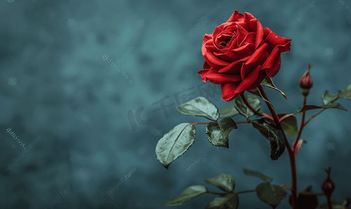 红色复古背景摄影照片_橄榄色全景背景上新鲜的红玫瑰