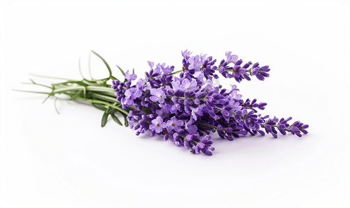 花薰衣草摄影照片_薰衣草花束鲜花