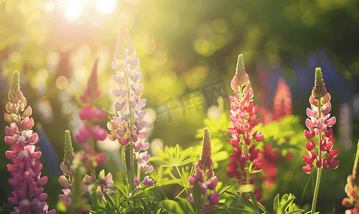 夏天杂草丛生的花园里阳光明媚的羽扇豆花
