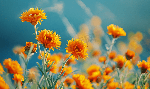 建军节红花摄影照片_在领域的红花花