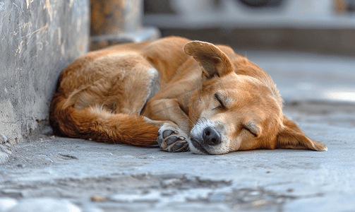 一只狗在街上睡觉高清图片