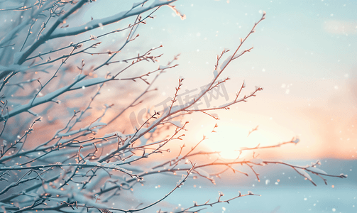 干树枝摄影照片_冬季日落时分干树枝的框架