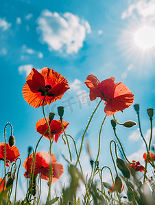 玉米田里的红色鲜罂粟花映衬着大自然的蓝天