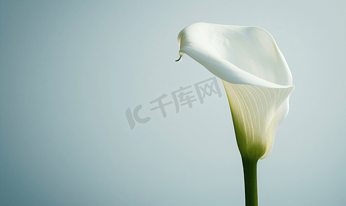 美丽创意摄影照片_孤独的白色开花马蹄莲花