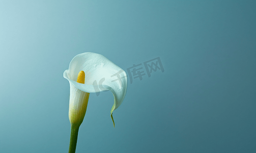 装修背景创意摄影照片_孤独的白色开花马蹄莲花