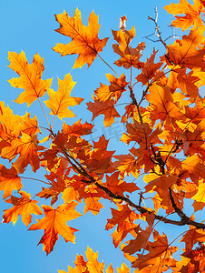红色背景皇冠摄影照片_蓝天下红橡树的橙色叶子
