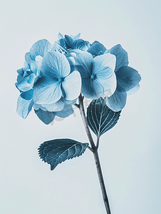 叶子大的草摄影照片_蓝色绣球花的特写