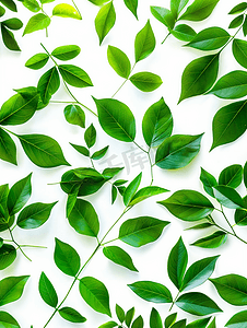 锯齿状叶子摄影照片_白色背景后视图上孤立的绿叶图案