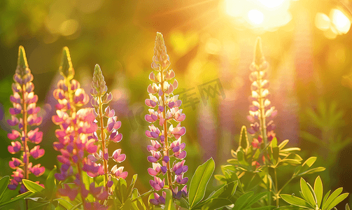 羽扇豆花摄影照片_夏天杂草丛生的花园里阳光明媚的羽扇豆花
