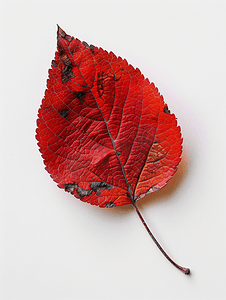 秋摄影照片_孤立的苹果树落秋红叶