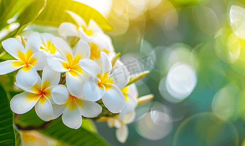 树上的白色和黄色鸡蛋花鸡蛋花花