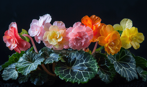 四季海棠五颜六色的花朵背景和壁纸