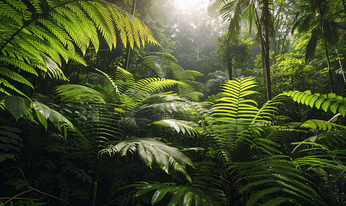热带森林景观有蕨类植物和绿叶树木