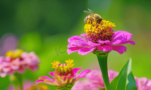 授粉摄影照片_盛开的百日草花与大黄蜂的特写