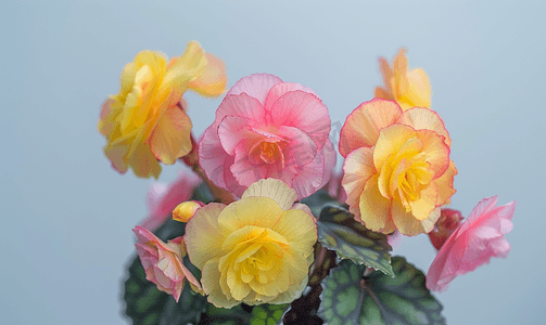 光明冰砖摄影照片_四季海棠五颜六色的花朵背景和壁纸