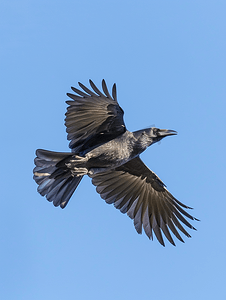 废弃城堡摄影照片_天空中的鸟蓝色背景上的乌鸦