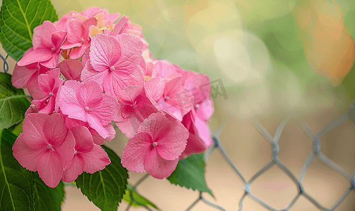 生日请柬摄影照片_美丽绽放的粉红色绣球花在绳网背景上带有复制空间
