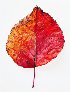杨树舟蛾摄影照片_白杨树的红色落叶孤立在白色