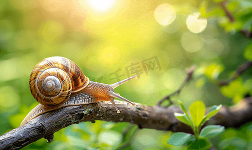 蜗牛的背景摄影照片_绿色背景中一只大的食用葡萄蜗牛沿着树枝爬行
