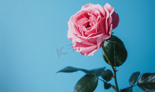 蓝色花束摄影照片_蓝色背景上的天然粉红玫瑰花