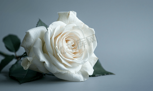 开工花卉摄影照片_灰色背景中天然的白玫瑰花