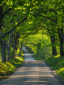 春季春季摄影照片_春季橡树下的乡村道路景观绿色隧道和空荡荡的柏油路