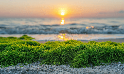 海滩上的绿色苔藓可欣赏日出和海浪