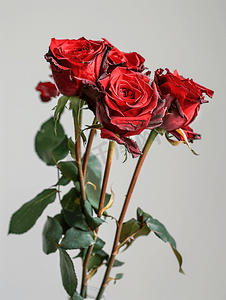 颓废摄影照片_花瓶里枯萎的红玫瑰花束的侧视图