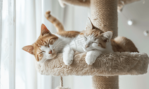 可爱端午粽子摄影照片_猫塔上的两只猫