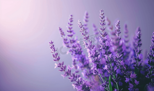 香水baner摄影照片_薰衣草花束鲜花