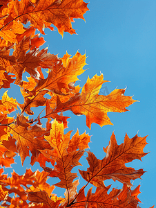 蓝橙色摄影照片_蓝天下红橡树的橙色叶子