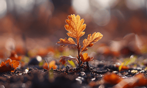 秋季草地摄影照片_秋季野生橡树芽与红叶特写