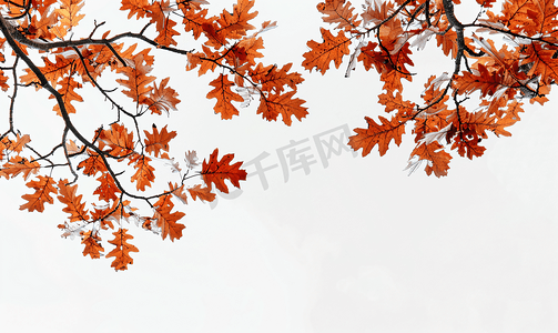 枫树的叶子摄影照片_红橡树的树枝上有橙色的叶子