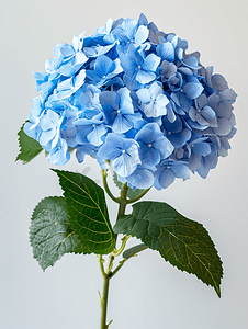 蓝色绣球花的特写