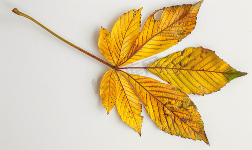 秋季七叶树的碎黄叶
