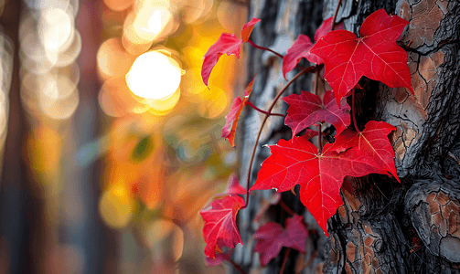 秋天季节摄影照片_秋天弗吉尼亚爬山虎藤蔓爬上松树